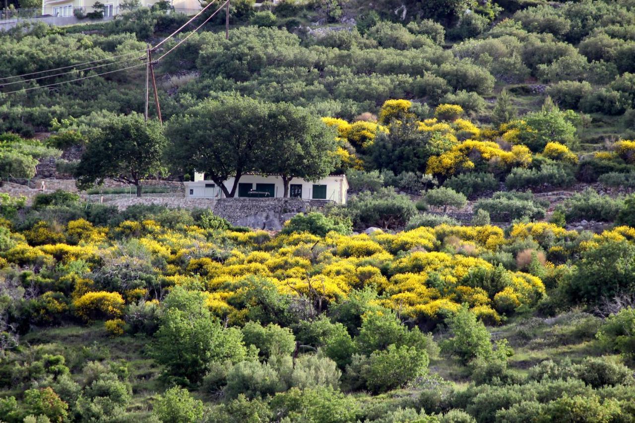 Villa " Davorka" بودغورا المظهر الخارجي الصورة